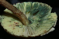 Lepiota trichroma