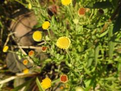 Pulicaria scabra