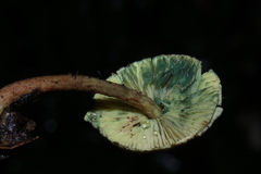 Lepiota trichroma