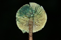Lepiota trichroma