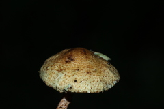 Lepiota trichroma