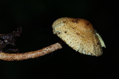 Lepiota trichroma