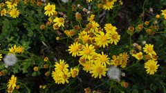 Senecio spanomerus