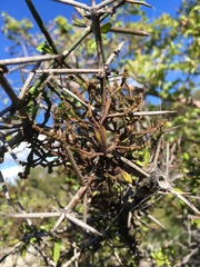 Korthalsella clavata