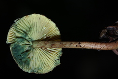 Lepiota trichroma