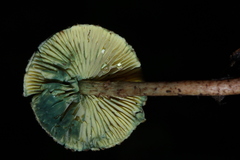 Lepiota trichroma