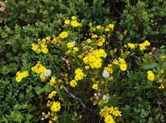 Senecio spanomerus