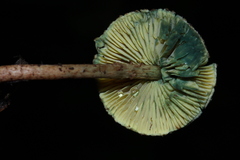 Lepiota trichroma