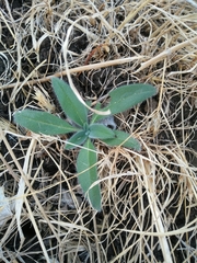 Echium glomeratum