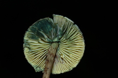 Lepiota trichroma