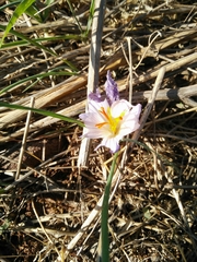 Crocus cancellatus
