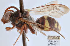 Nomada banksi