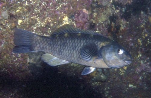 Banded parrotfish (Notolabrus fucicola) — Labridae — 3
