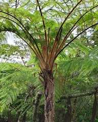 Cyathea schiedeana