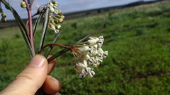 Gomphocarpus rivularis