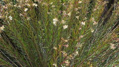 Gomphocarpus rivularis