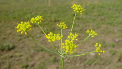 Afrosciadium magalismontanum