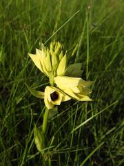 Eulophia welwitschii