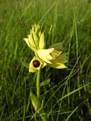 Eulophia welwitschii