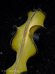 Pseudobiceros flowersi