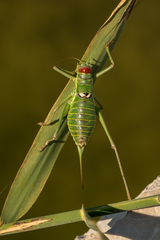 Ephippiger discoidalis