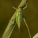 Dalmatian Saddle Bush-Cricket - Photo (c) greenbits, some rights reserved (CC BY-NC-ND)