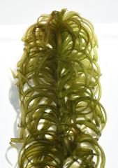 Lagarosiphon major