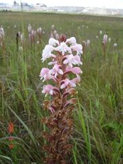 Satyrium hallackii ocellatum