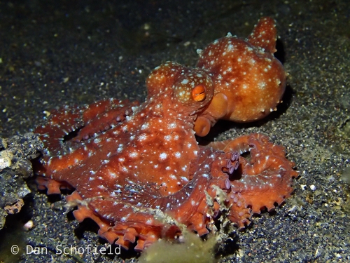 Starry Night Octopus (Pinnoctopus luteus), a species recorded in Hawaii