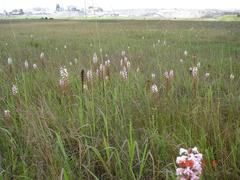 Satyrium hallackii ocellatum