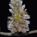 Ptilotus roei - Photo (c) Tim Hammer, some rights reserved (CC BY), uploaded by Tim Hammer