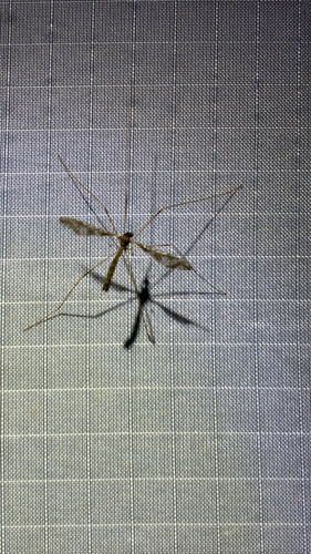 Unknown species found near Kentucky, US