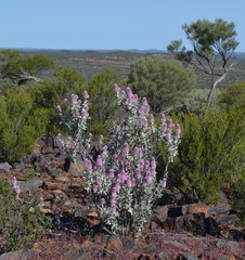 Ptilotus rotundifolius