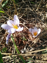 Crocus cancellatus