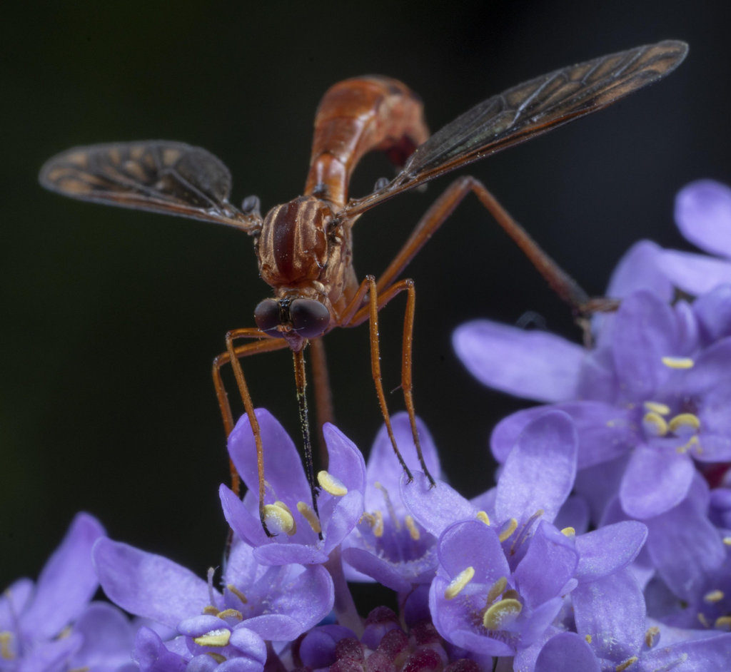Leptynoma