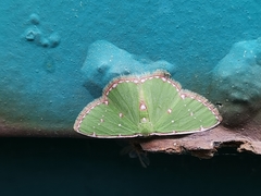 Argyrocosma inductaria