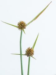 Cyperus erectus