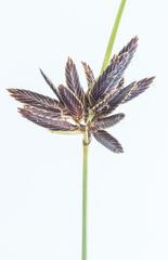 Cyperus semitrifidus