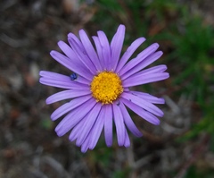 Olearia ciliata