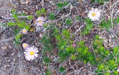Olearia ciliata