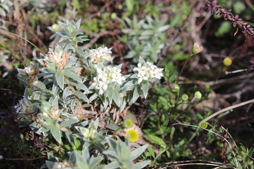 Pimelea mimosa, photograph 5