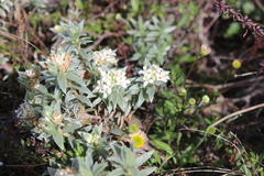 Pimelea mimosa, photograph (c) Joe Dillon, some rights reserved (CC BY)