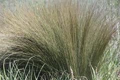 Miscanthus junceus
