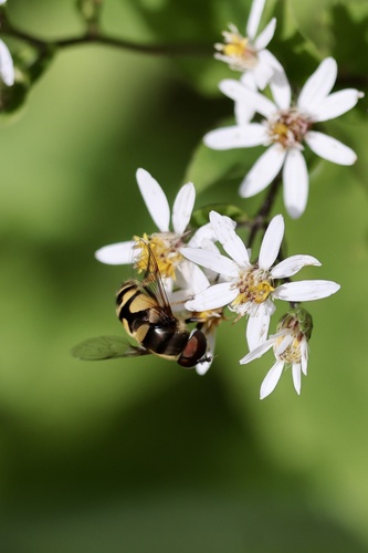 Unknown species found near Blynn Rd, Mazomanie, WI, US