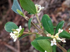 Pimelea drupacea