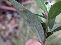 Pimelea drupacea