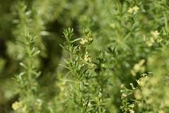 Galium capense