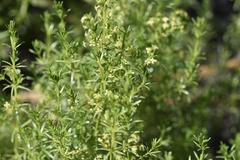 Galium capense
