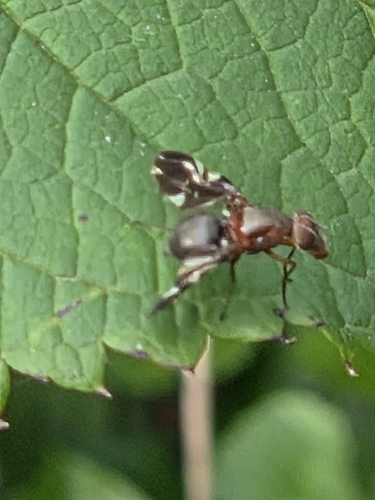 Unknown species found near Hampden, WI, USA