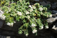Pimelea carnosa